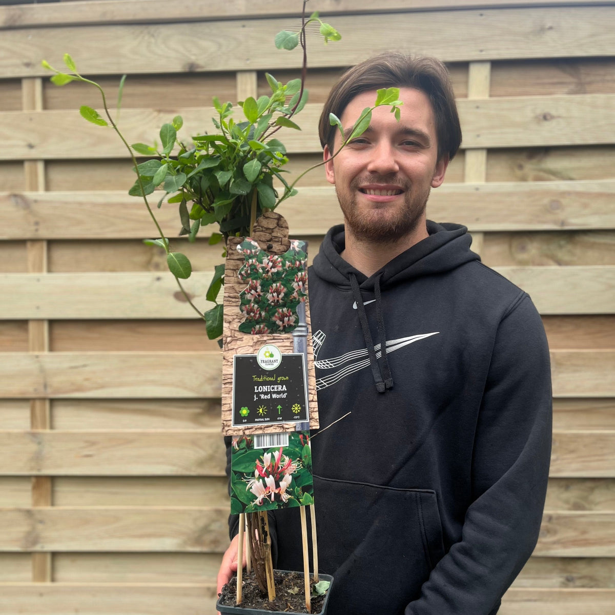 A man holds a Lonicera &#39;Red World&#39; (Honeysuckle) 60cm plant, admired for its fragrant tubular blooms.
