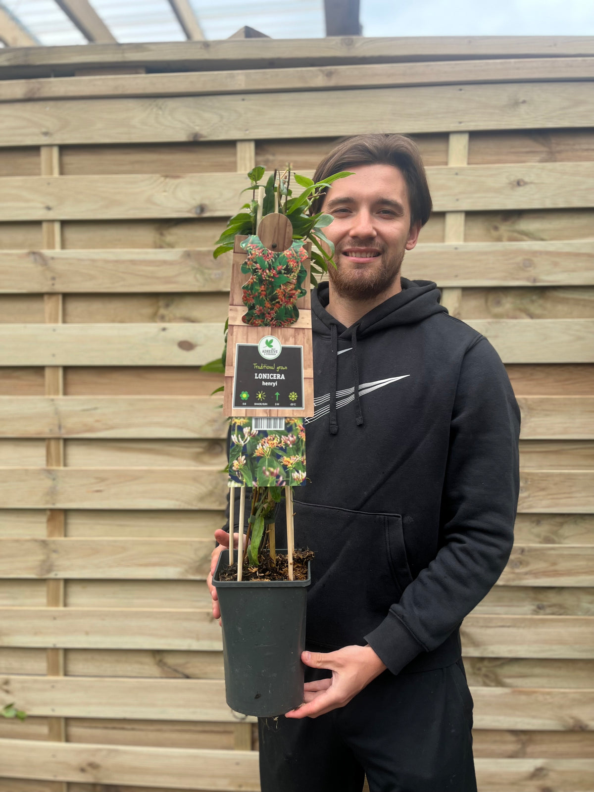 A man in a black hoodie stands outside by a wooden fence, smiling as he holds a potted Lonicera x Henryi (Honeysuckle) 60cm, an evergreen climber with yellow flowers, growing up a wooden trellis in the pot.