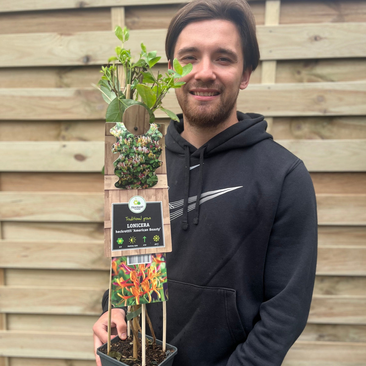 A smiling man in a black hoodie holds a 70cm potted Honeysuckle &#39;American Beauty&#39; Lonicera japonica with wooden supports, standing by a wooden fence. The fragrant climber features yellow petals and red buds.