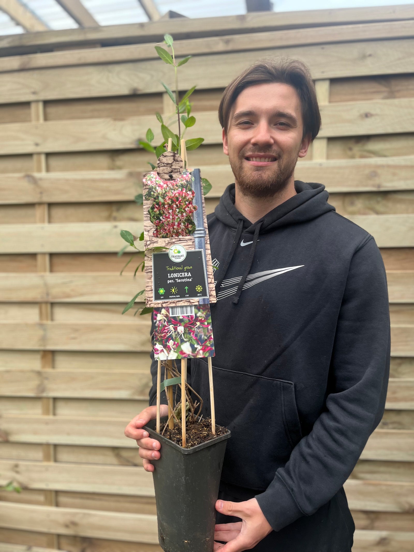 A man in a black hoodie smiles while holding a potted Honeysuckle periclymenum 'Serotina' 60cm, known for its fragrant flowers, standing in front of a wooden fence.