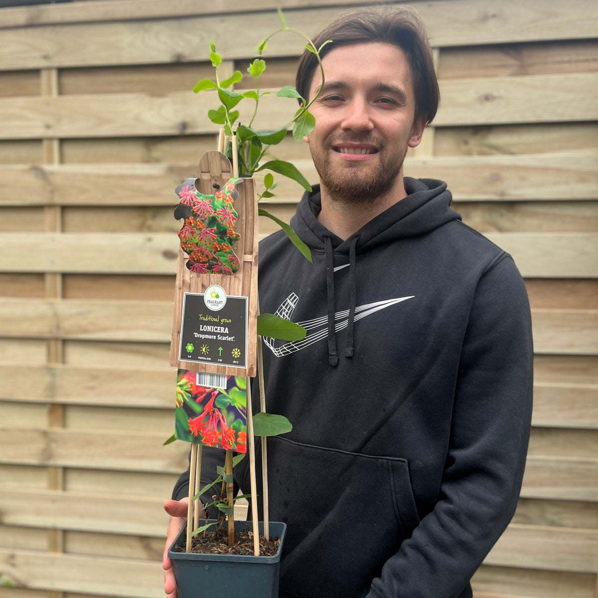Lonicera &#39;Dropmore Scarlet&#39; (Honeysuckle) 60-70cm