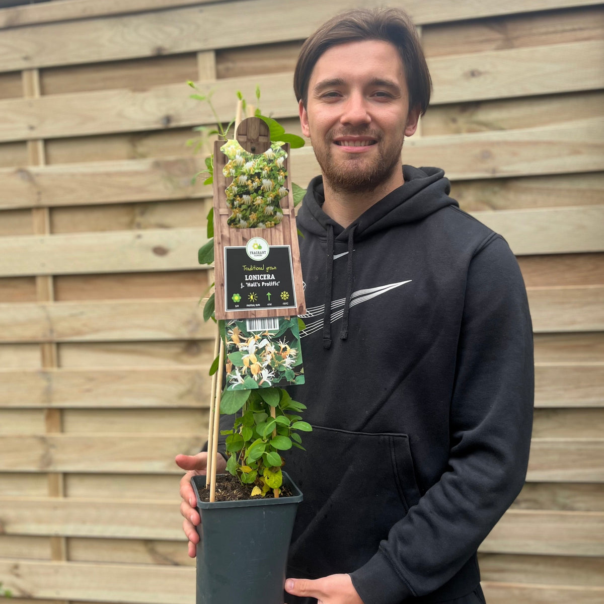 A young man in a black hoodie smiles while holding a potted Honeysuckle &#39;Hall&#39;s Prolific&#39; (Lonicera japonica 70cm) in front of a wooden fence, with the plant’s info label on a wooden stick visible.