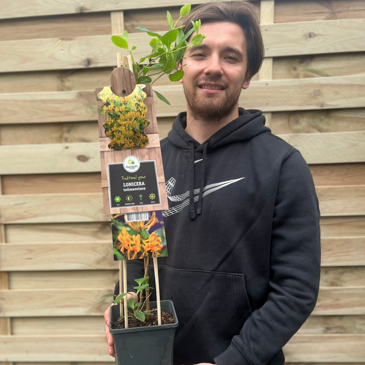 A young man with brown hair and a black hoodie smiles, holding a 60cm Honeysuckle &#39;Tellmaniania&#39; (Lonicera japonica) in front of a wooden fence. The plant&#39;s green leaves and tags indicate yellow blooms from May to July.