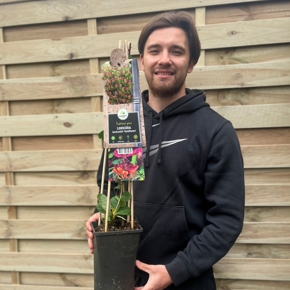 A young man in a black hoodie stands by a wooden fence, smiling and holding a potted Honeysuckle &#39;GoldFlame&#39; (Lonicera japonica 60-70cm) labeled as a fragrant climber with care instructions and a colorful flower image on the pot.