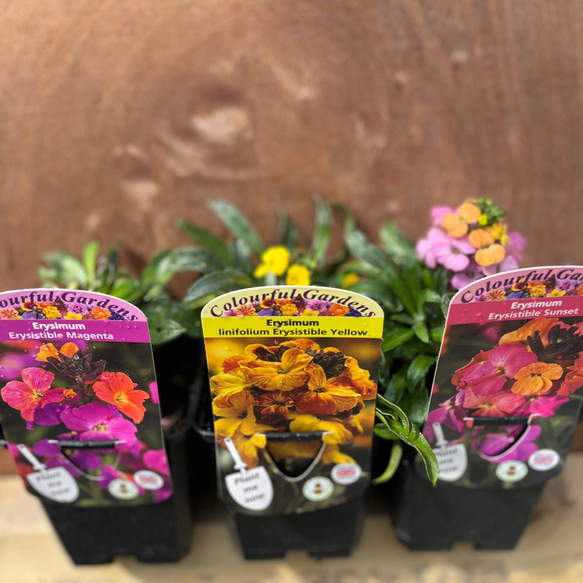 Three Erysimum plants (supplied in 9cm growers pots) are displayed together with magenta, yellow, and sunset labels, highlighting these semi-evergreen perennials’ butterfly-attracting blooms against a brown background.