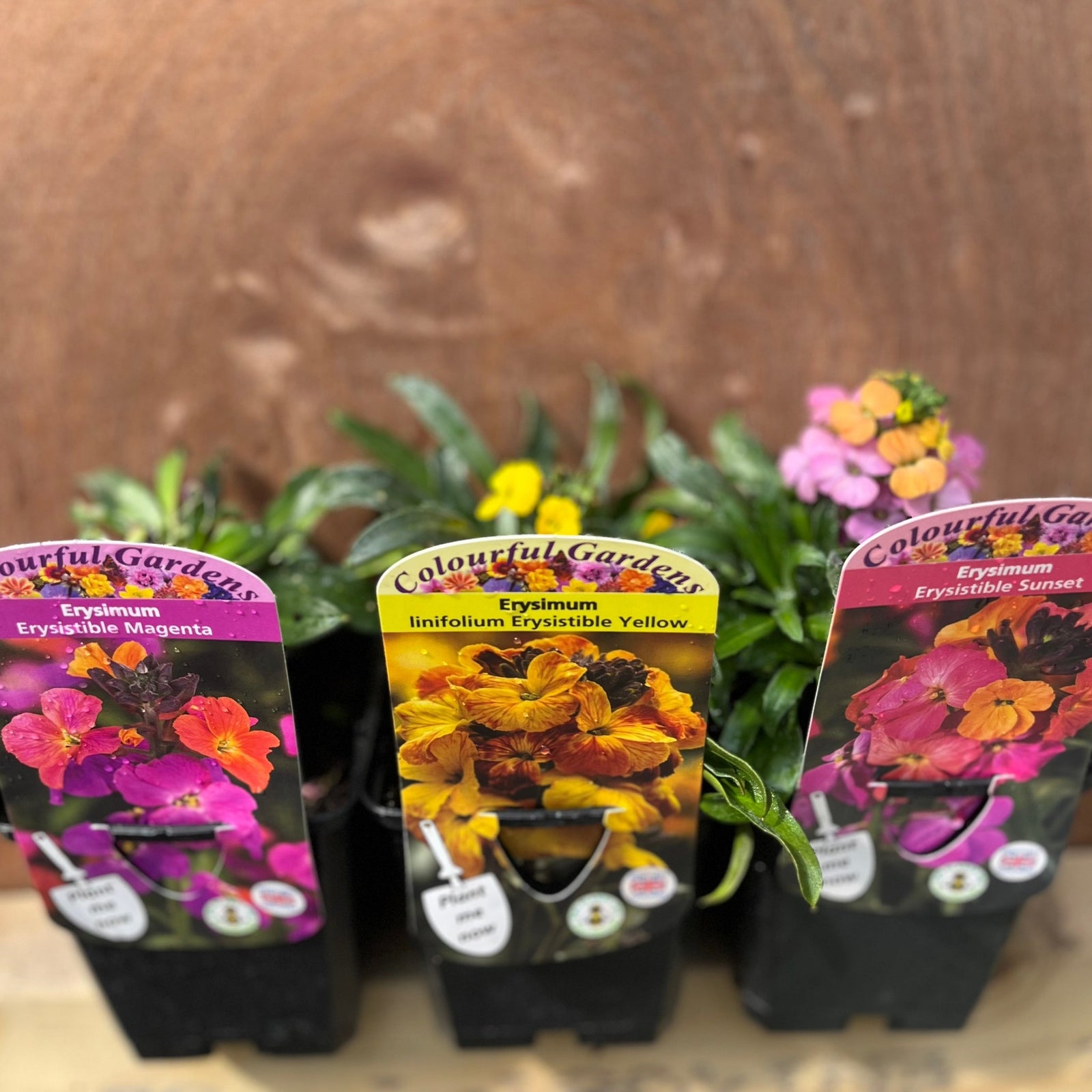 Three Erysimum plants (supplied in 9cm growers pots) are displayed together with magenta, yellow, and sunset labels, highlighting these semi-evergreen perennials’ butterfly-attracting blooms against a brown background.