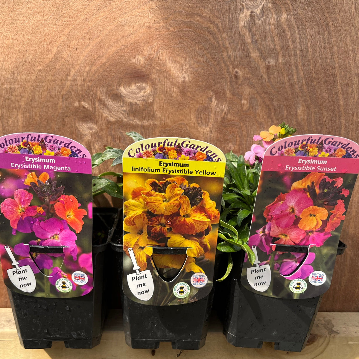 Three Erysimum plants supplied in 9cm pots—Erystible Magenta, Linifolium Erystible Yellow, and Erystible Sunset—feature colorful, butterfly-attracting flowers and plant tags, displayed against a wooden background.