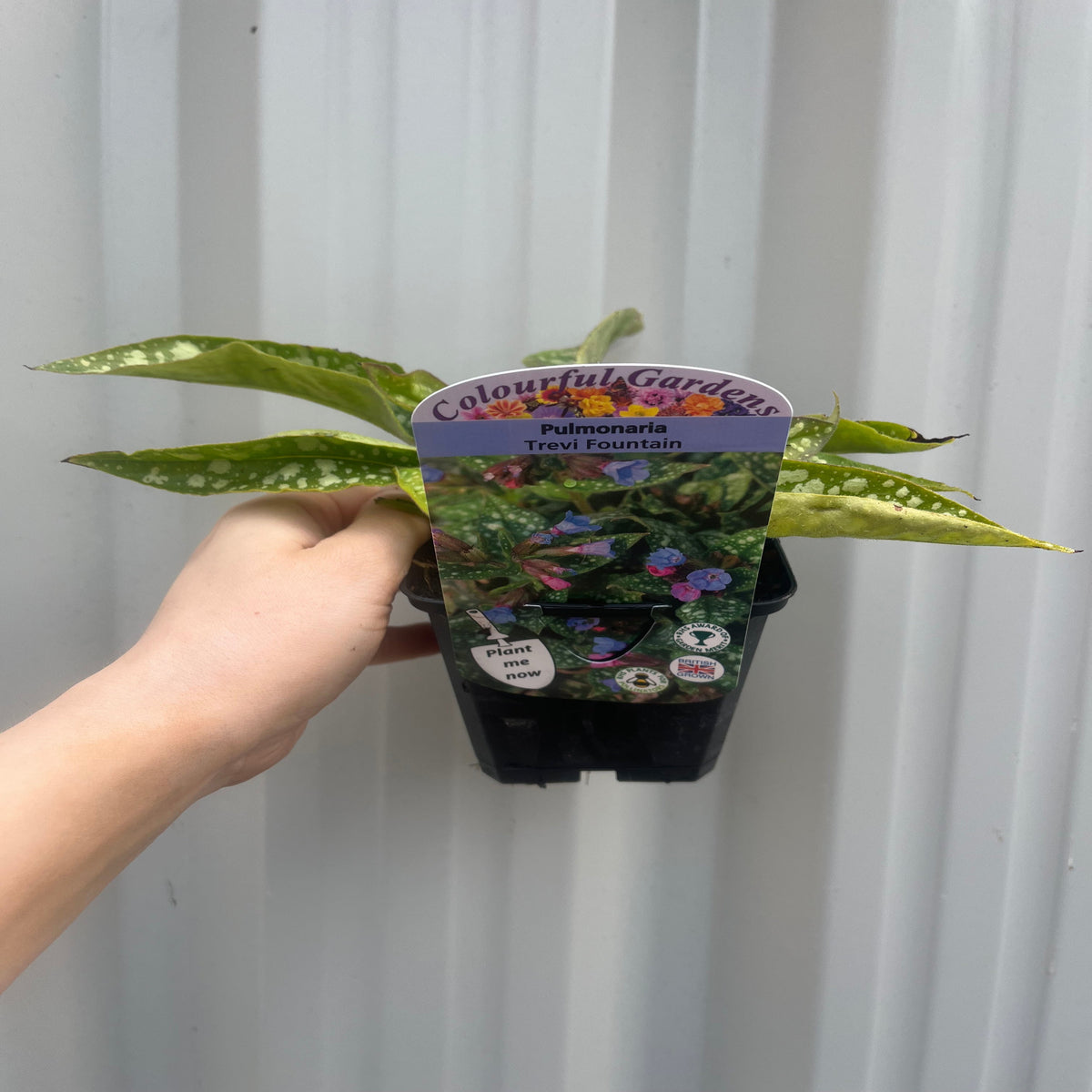 Pulmonaria &#39;Trevi Fountain&#39; 9cm/2L