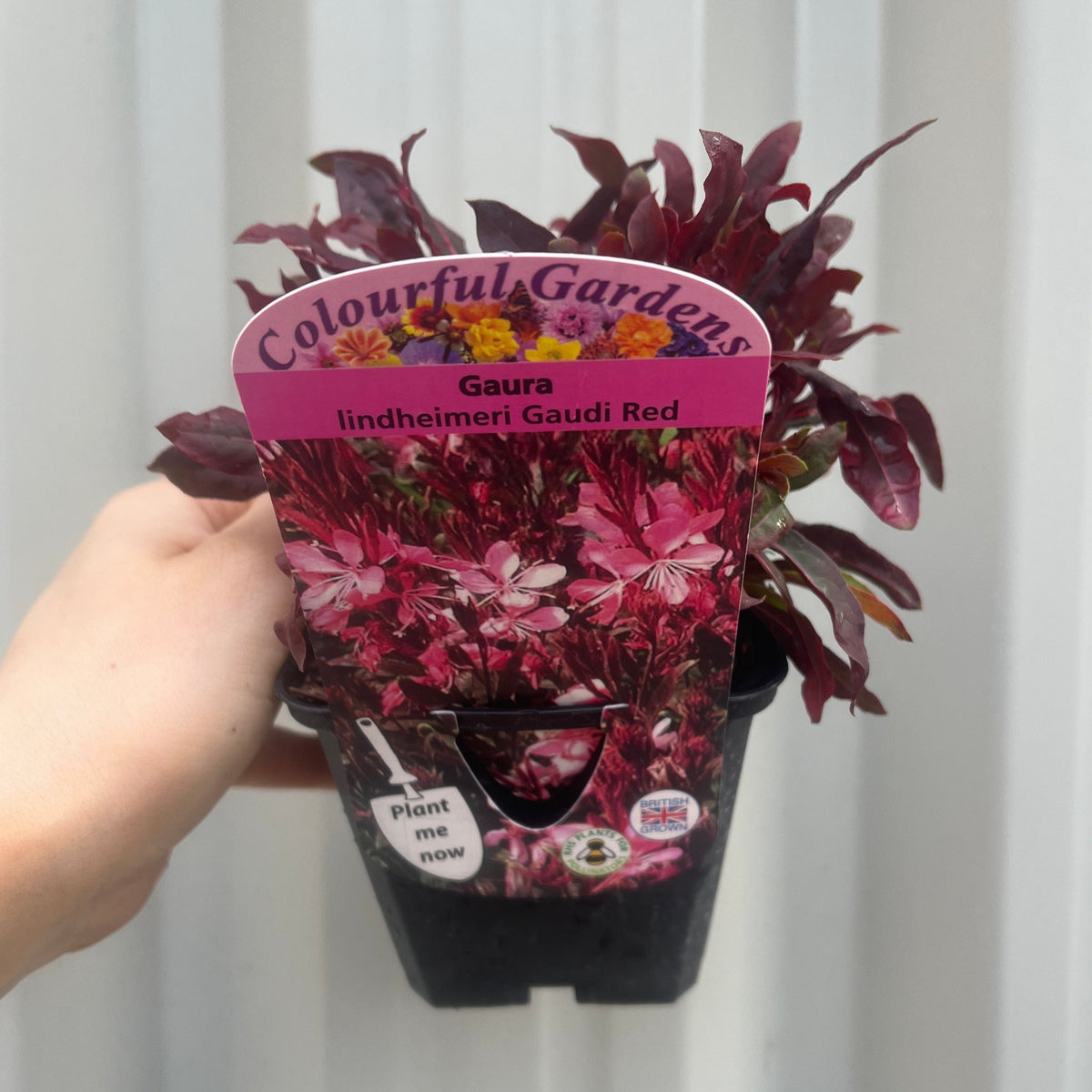 A hand holds a Gaura lindheimeri Gaudi Red 9cm/1.5L pot, showing star-shaped flowers on the label and the perennial’s dark red-purple leaves above the black container.