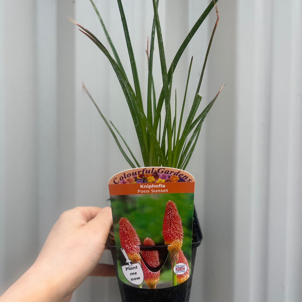 Kniphofia &#39;Paco Sunset&#39; 9cm/3L