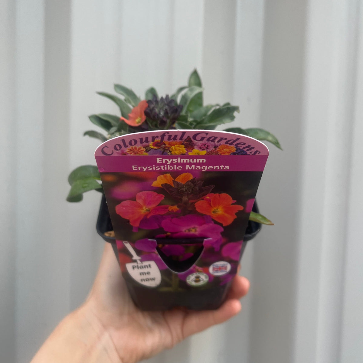 A hand holds a potted Erysimum &#39;Erysistible Magenta&#39; 9cm, a semi-evergreen perennial with vivid magenta and orange blooms, set against a blurred light gray background.