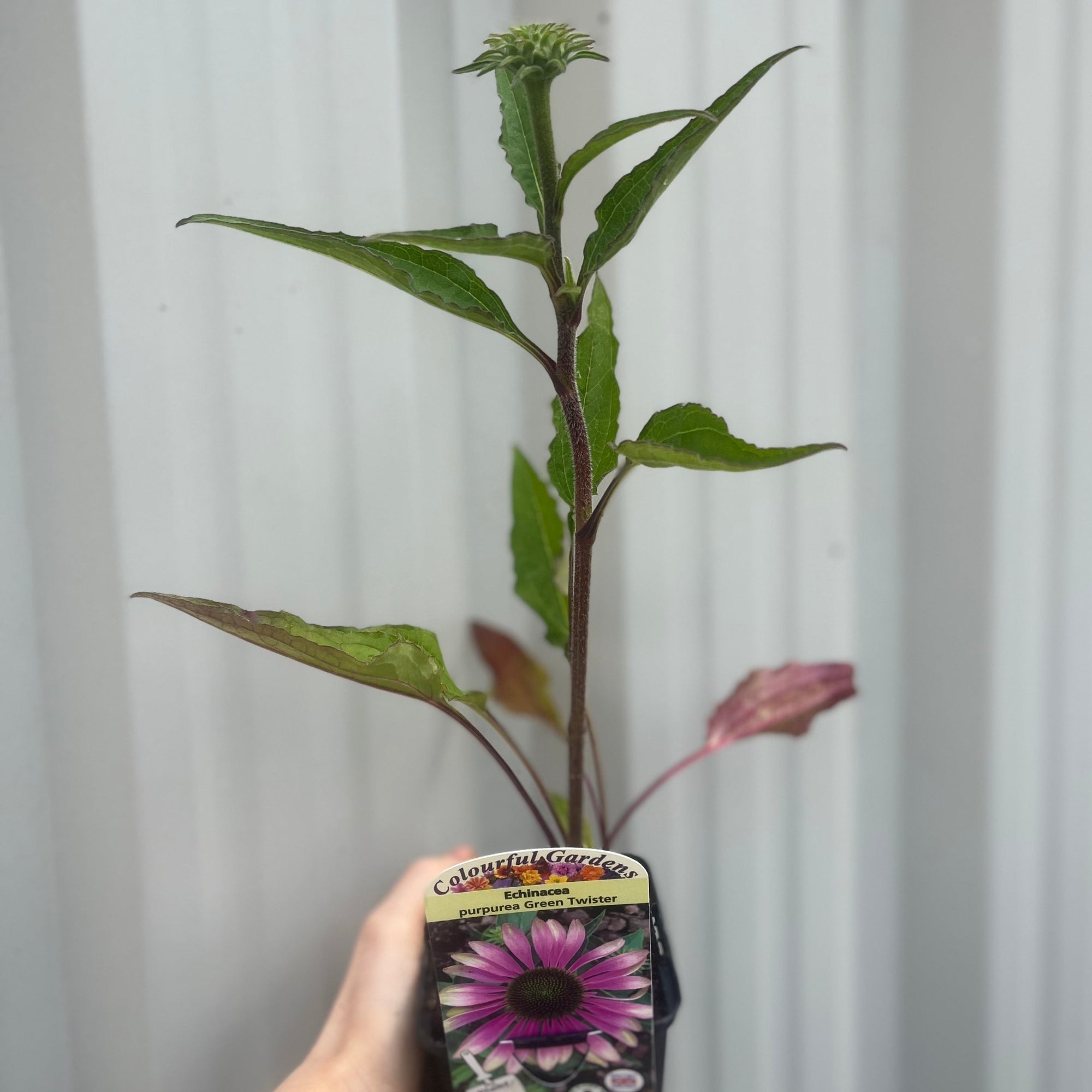 Echinacea purpurea 'Green Twister' 9cm