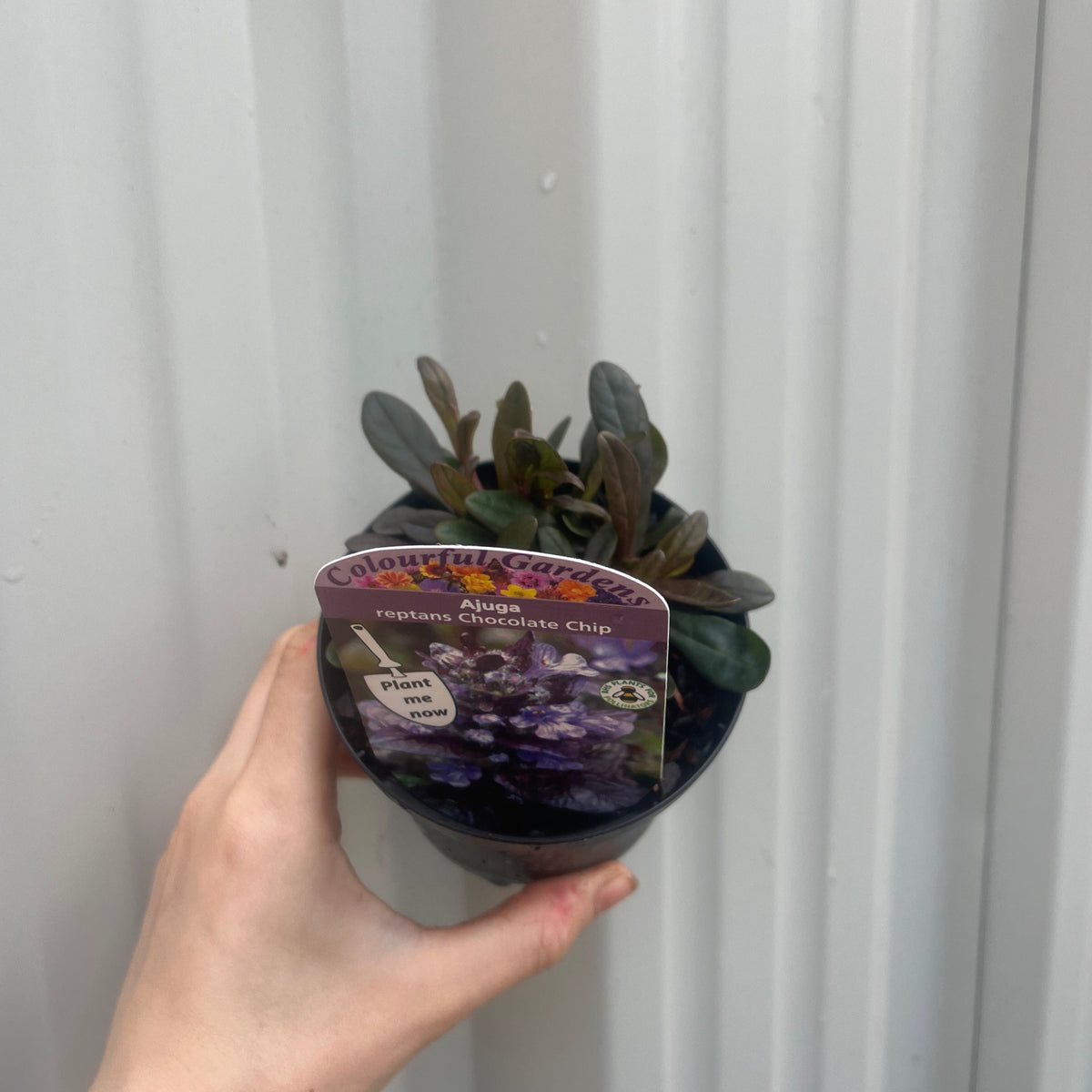 A hand holds an Ajuga &#39;Chocolate Chip&#39; (9cm/2L) groundcover perennial with green leaves, set against a white corrugated metal background. Known for its compact growth and deep blue flowers.