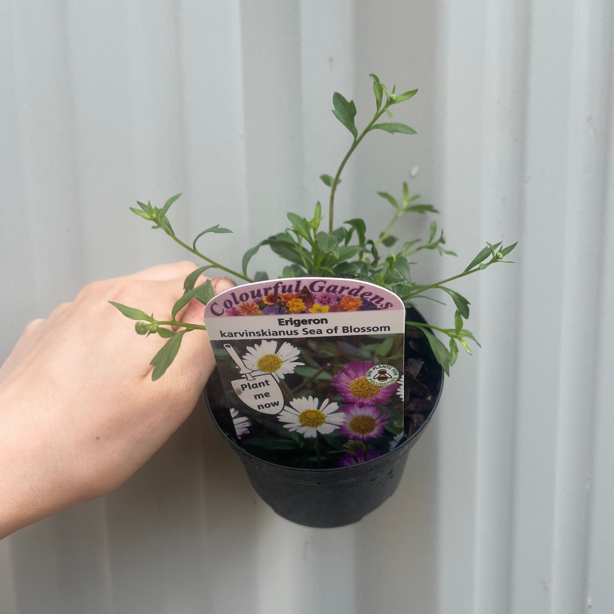 Erigeron karvinskianus &#39;Sea of Blossom&#39; 9cm