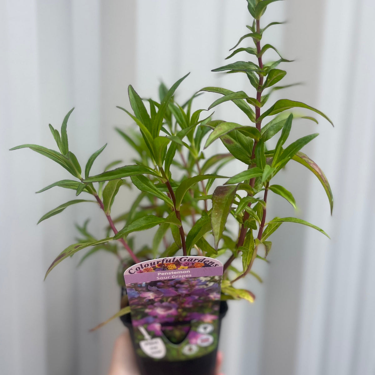 A hand holds a Penstemon &#39;Sour Grapes&#39; 9cm, a perennial with long green leaves. The label features its purple flowers and the text &quot;Colourful Gardens&quot;—an ideal plant for pollinators. The background is softly blurred.