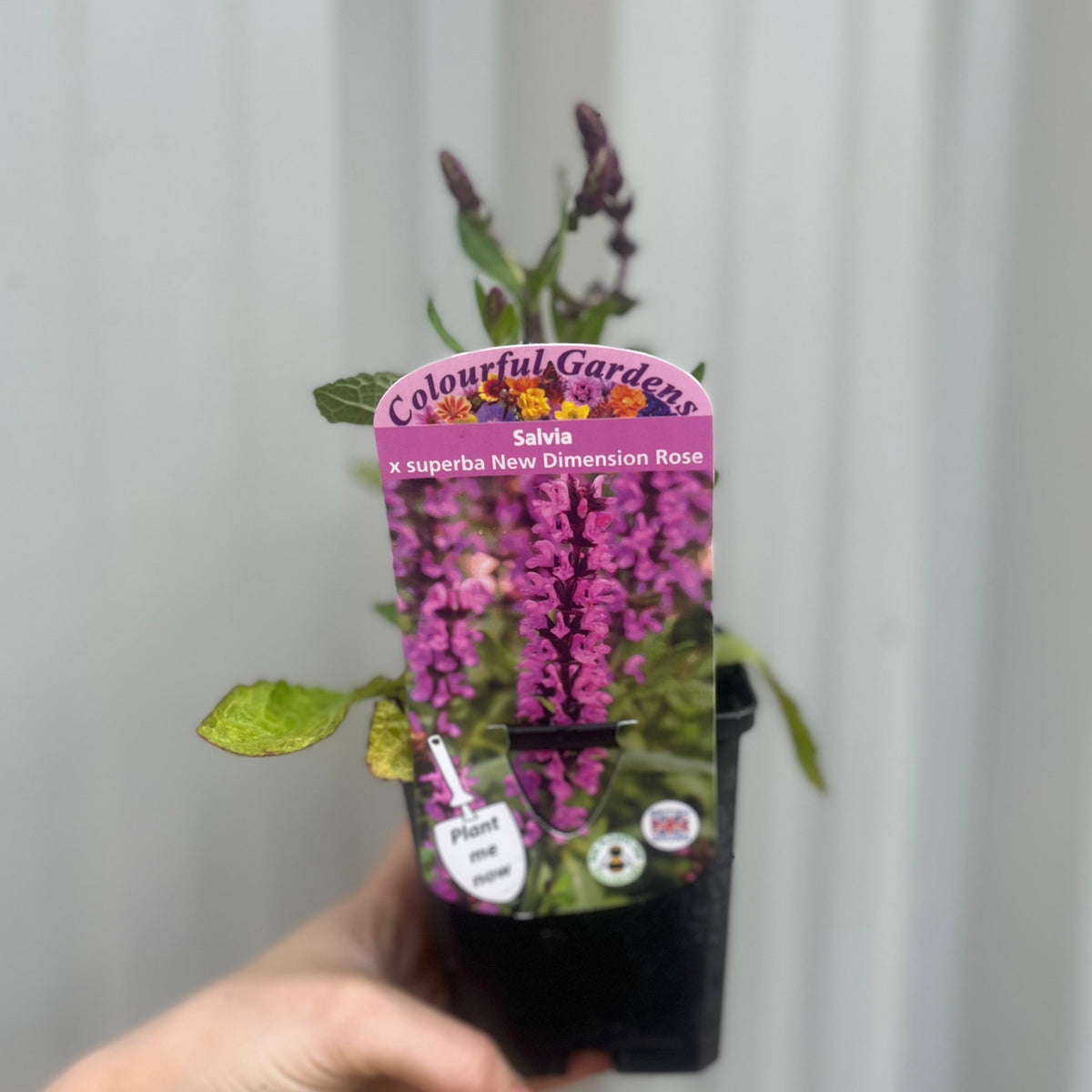 Salvia x superba Merleau Rose  9cm