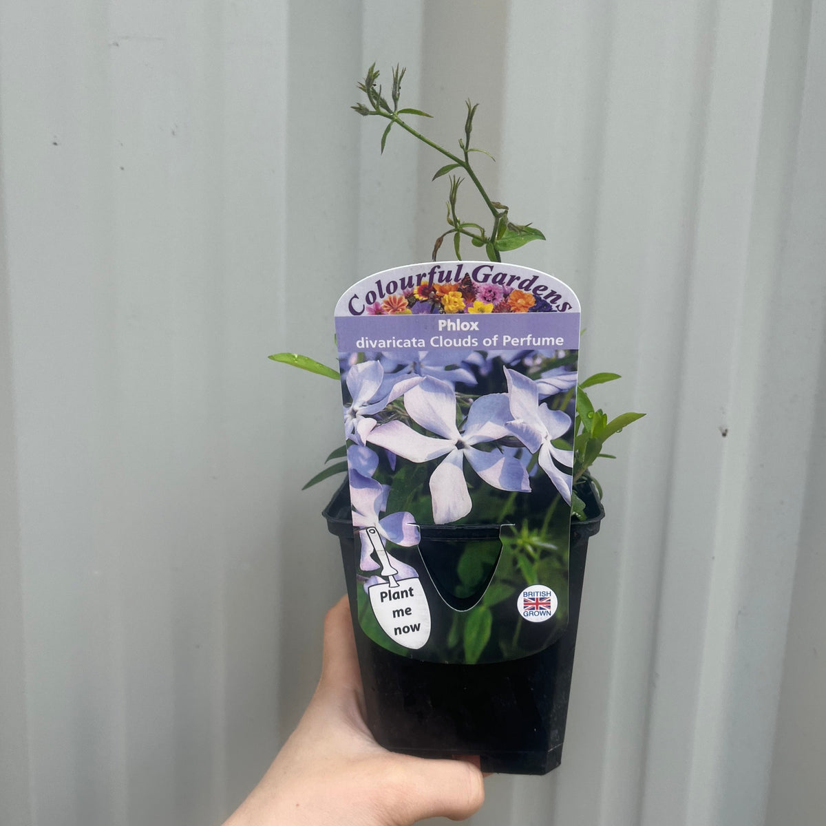 A hand holds a small black pot containing Phlox divaricata &#39;Clouds of Perfume&#39; 9cm, a woodland perennial with light purple flowers, labeled Colourful Gardens, against a corrugated white background.