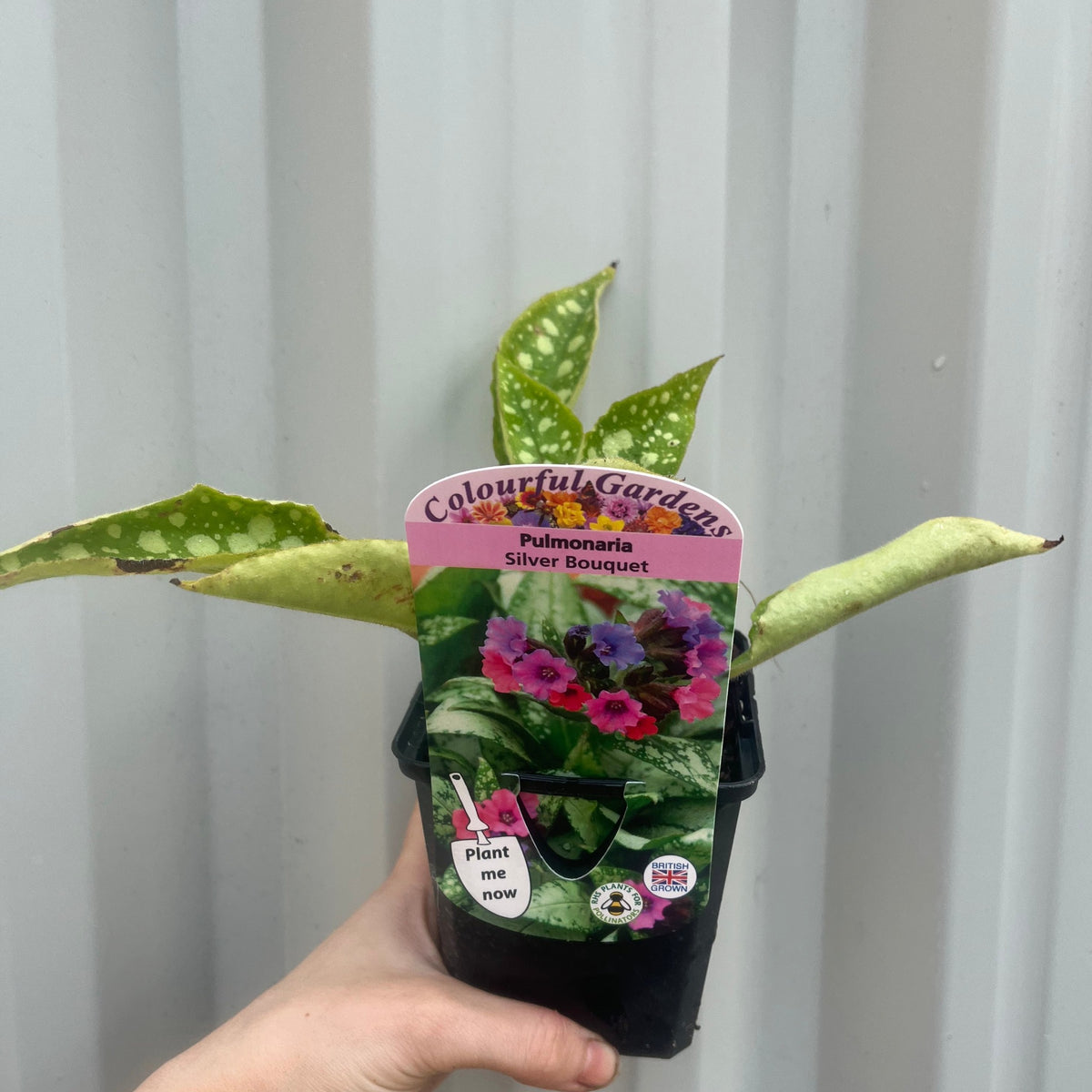 Pulmonaria &#39;Silver Bouquet&#39; 9cm