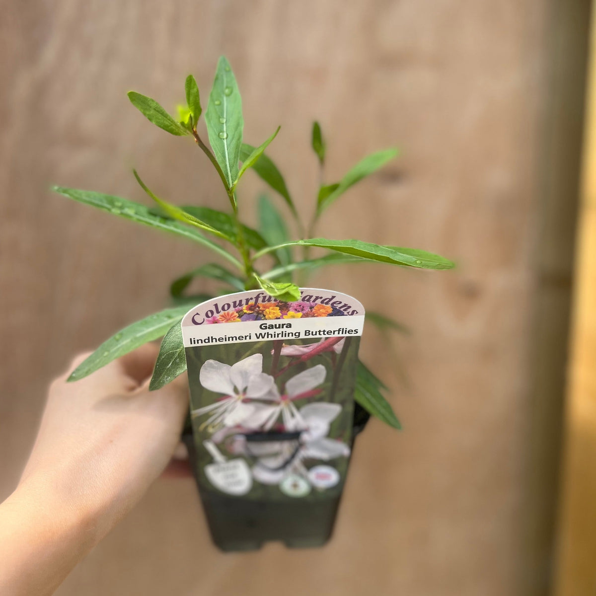 Gaura &#39;Whirling Butterflies&#39; 9cm/2L