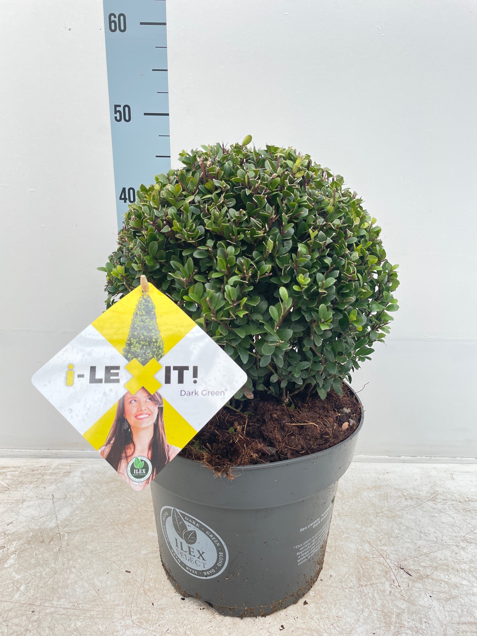 A man holding an Ilex crenata Dark Green Ball (2L/3L/5L/7.5L), its dark green globe-shaped foliage on display.