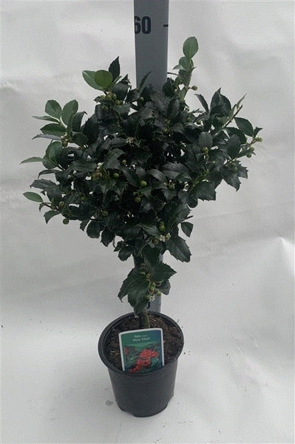 A Standard Holly Tree (Ilex meserveae &#39;Blue Maid&#39;, 50-60cm) with dark green leaves and red berries stands by a height marker at 60, its plant label highlighting this classic evergreen variety.