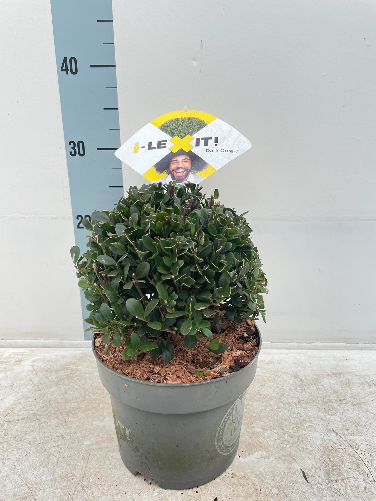 An Ilex crenata Dark Green Ball (2L/3L/5L/7.5L) in a gray pot sits before a height chart. Behind the globe-shaped shrub is a sign with a smiling man and the words &quot;I-LEX IT! Dark Green.