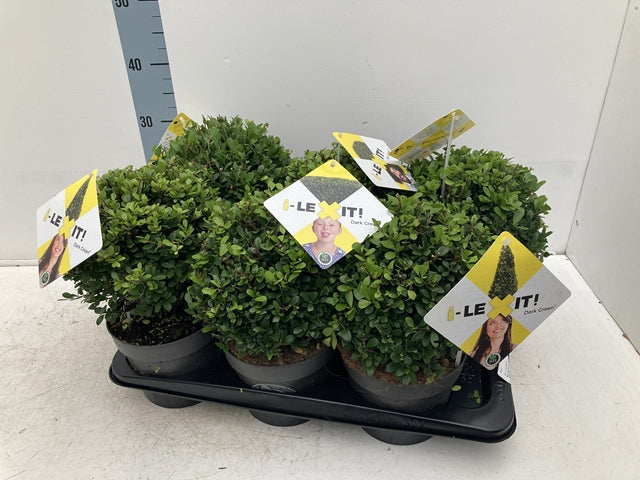 Four Ilex crenata Dark Green Ball shrubs in black pots (2L/3L/5L/7.5L) sit in a tray. Each dark green globe has an I-LEX IT! tag with a woman&#39;s image. A vertical height scale stands in the background.