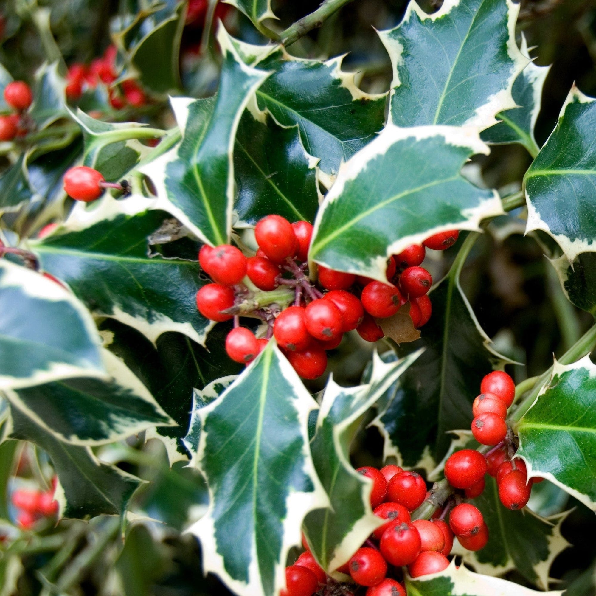 Standard Holly Tree | Ilex aquifolium 'Argentea Marginata' | 50-60cm, 80-90cm
