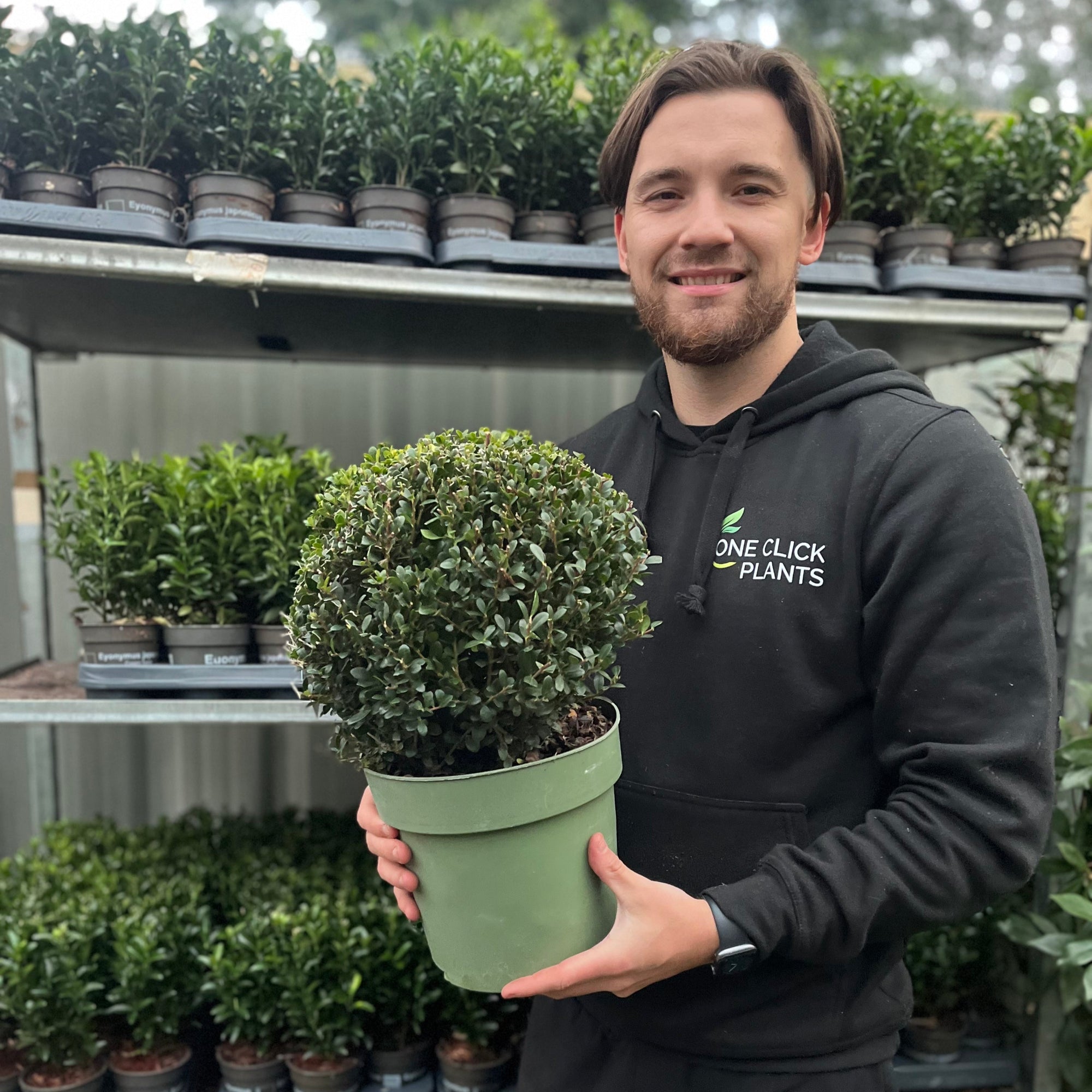 Ilex crenata 'Jenny' Ball 4L