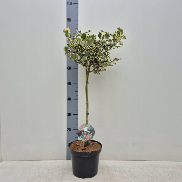 Standard Holly Tree | Ilex aquifolium &#39;Argentea Marginata&#39; | 50-60cm, 80-90cm