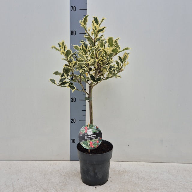 Standard Holly Tree | Ilex aquifolium &#39;Argentea Marginata&#39; | 50-60cm, 80-90cm