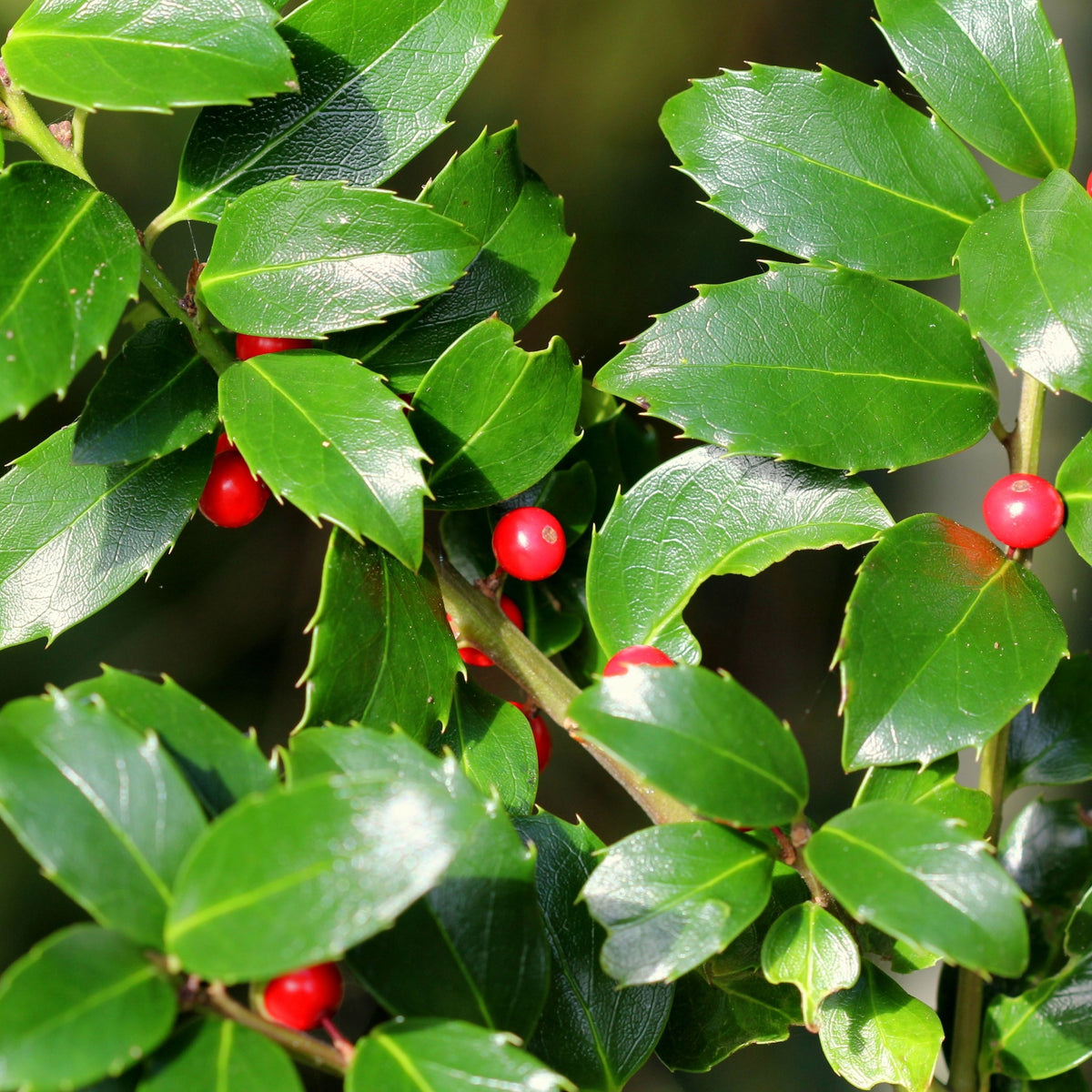 The Standard Holly Tree (Ilex meserveae &#39;Blue Maid&#39;, 50-60cm, 80-90cm) features glossy evergreen leaves with sharp points and clusters of vibrant red berries, creating a striking appearance in natural sunlight.