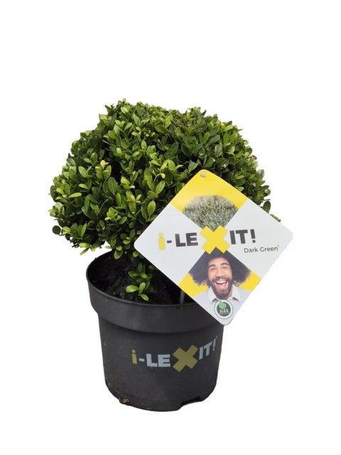 A compact, round Ilex crenata Dark Green Ball shrub in a black pot labeled &quot;I-LEX IT!&quot;, with a square tag depicting the same dark green ball-shaped plant, &quot;Dark Green&quot; text, and a smiling face. Available in 2L/3L/5L/7.5L sizes.