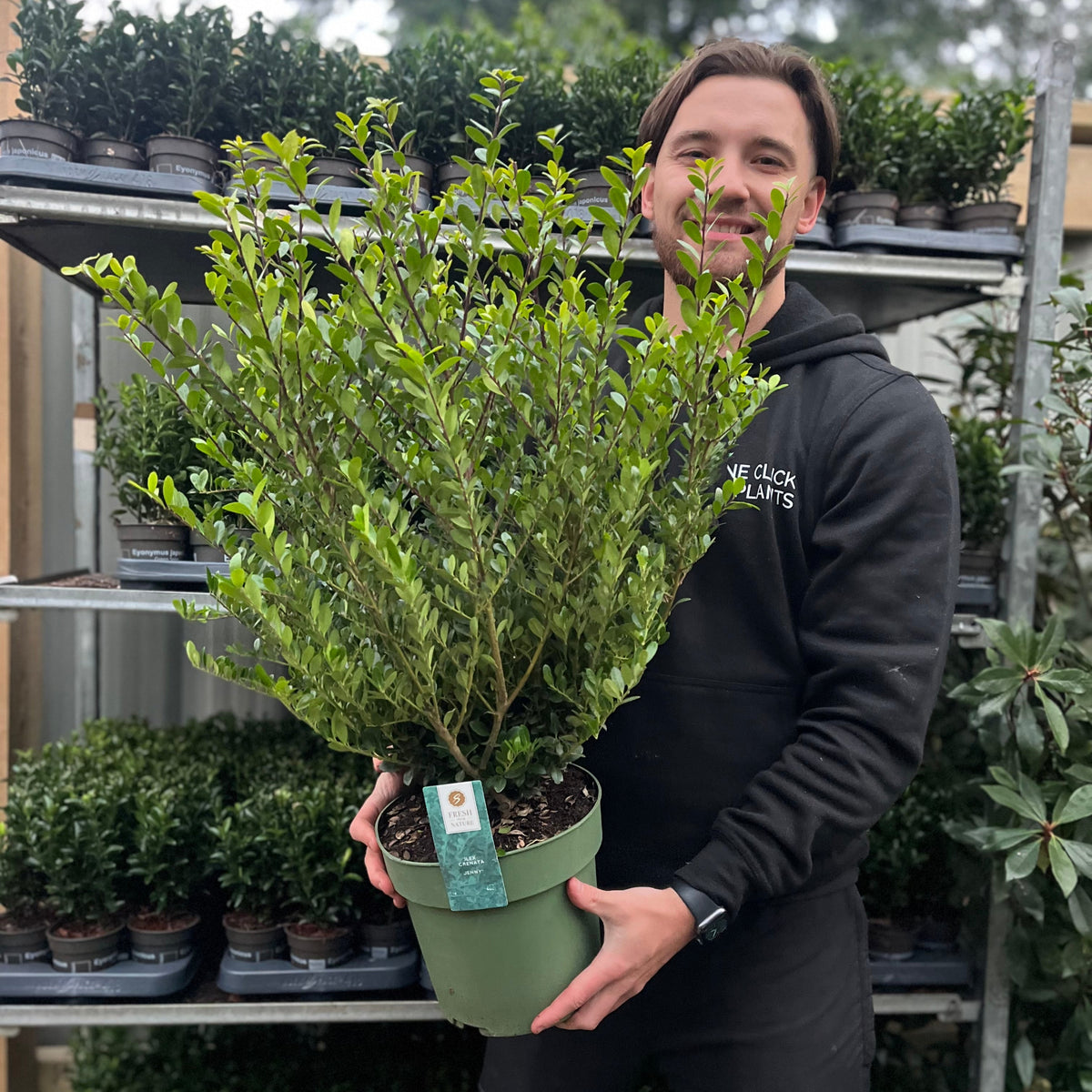 A person in a black hoodie holds an Ilex crenata ‘Jenny’ 4L (70-80cm inc. growers pot), a popular evergreen boxwood alternative. Behind them, outdoor shelves display a variety of smaller potted plants.