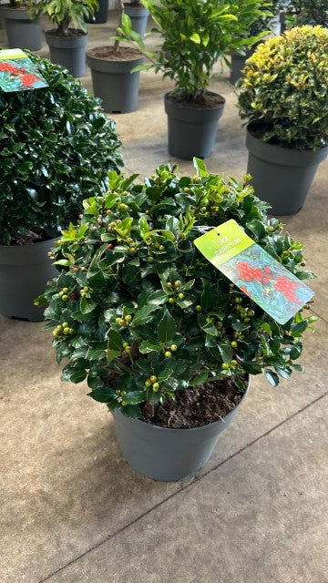 An Ilex merserveae &#39;Blue Maid&#39; Ball (10L, 35-40cm diameter) with glossy green leaves and red berries sits on a concrete floor, surrounded by other potted plants in the background.