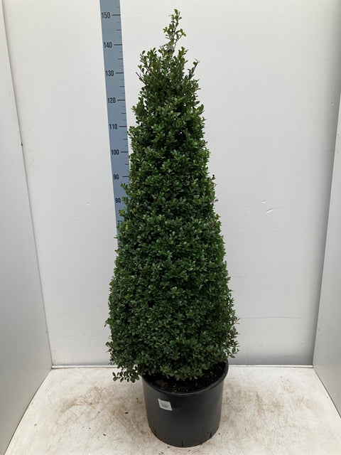 2 x Ilex &#39;Dark Green&#39; Cones 20L 140-150cm inc. pot