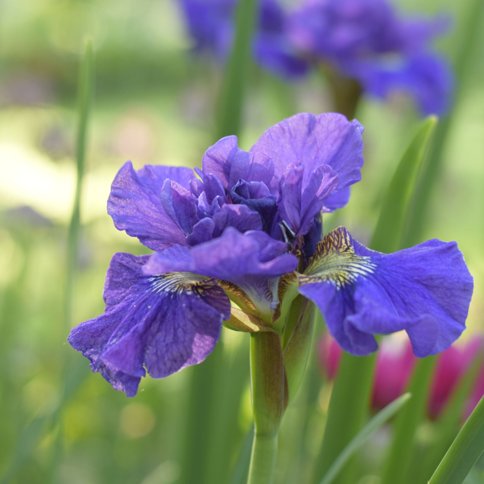 A close-up of Iris sibirica 'Concord Crush' 2L, a striking Siberian Iris perennial in bloom, with vibrant purple petals and green stems softly blurred in the sunlight.
