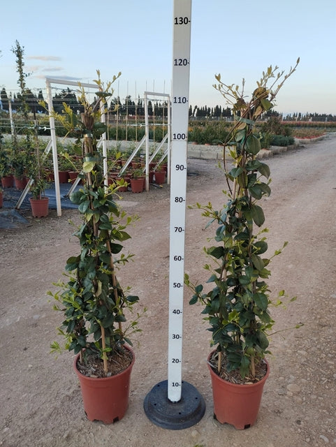 Trachelospermum jasminoides | Evergreen Star Jasmine Cone | 100-120cm