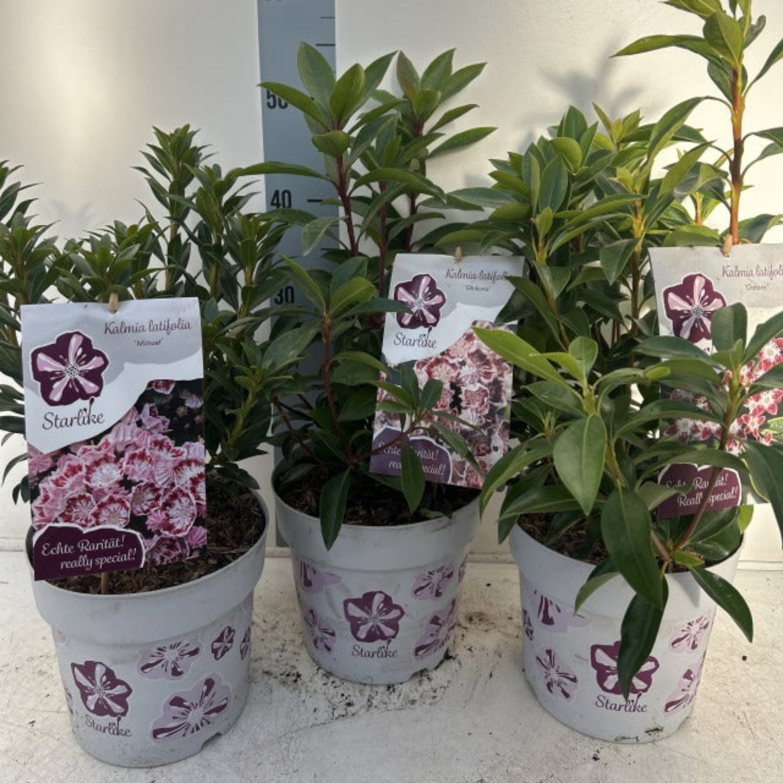 Kalmia latifolia 'Sterntalen' 3L