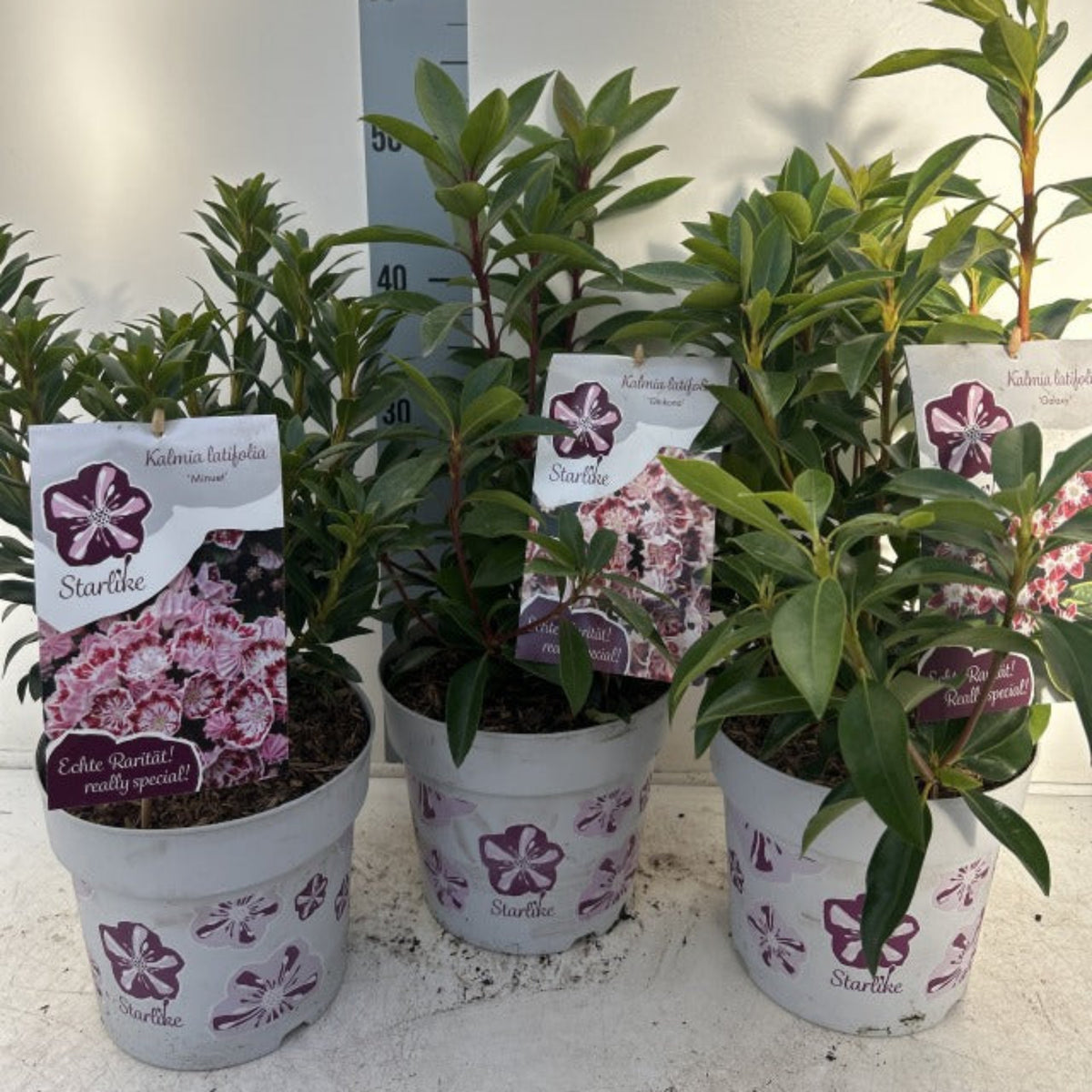 Kalmia latifolia 'Mitternacht' 3L