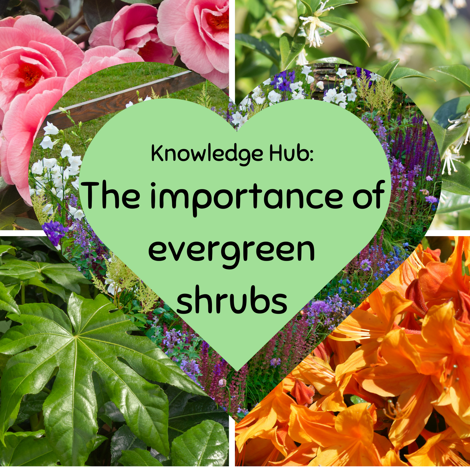 A collage of colorful flowering shrubs with a green heart in the center. Inside the heart, text reads: Knowledge Hub: Benefits of providing a 1kg Bag of Nuts for winter bird feeding.