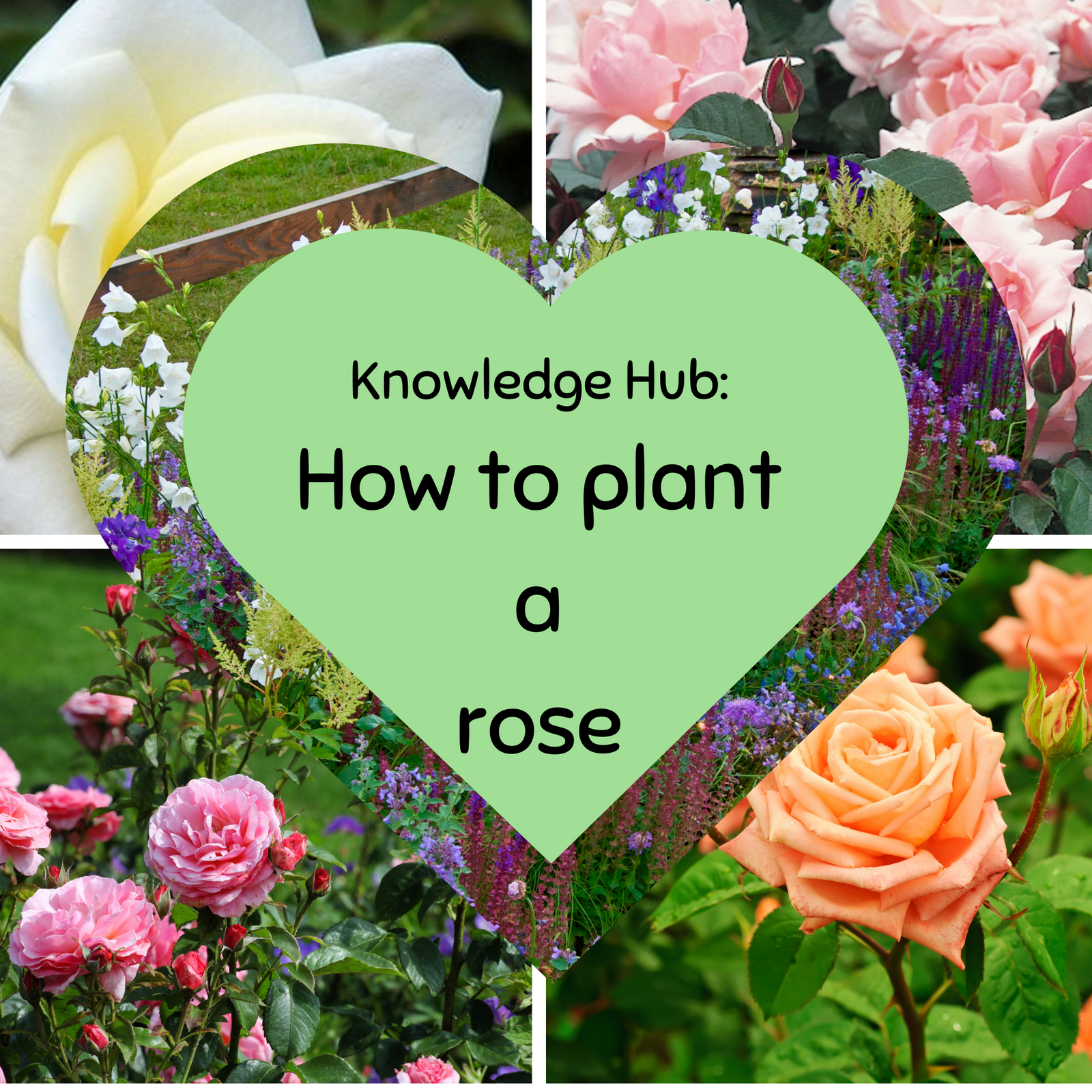 A collage of pink, white, and orange roses frames a green heart with the text: Knowledge Hub: How to use a 1kg Bag of Nuts and tips on winter bird feeding.