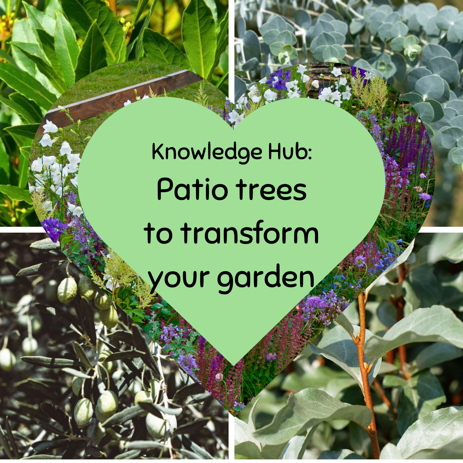 A collage of tree images with a heart-shaped overlay in the center reads: Knowledge Hub—Discover our 1kg Bag of Nuts and expert tips for feeding birds year-round to transform your garden.