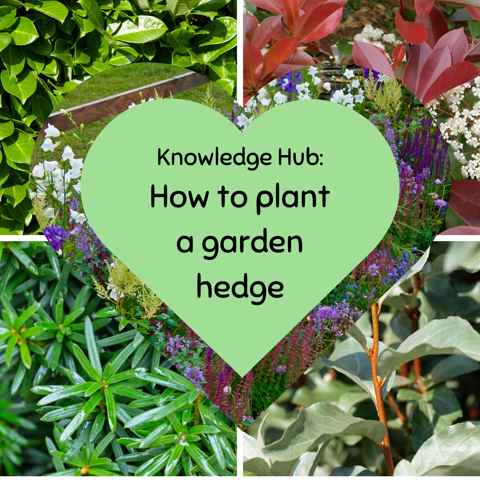 A heart-shaped green overlay reading "Knowledge Hub: How to plant a garden hedge" is centered over a collage of hedge plants and flowers, featuring tips for feeding birds with a 1kg bag of nuts and supporting winter bird feeding.