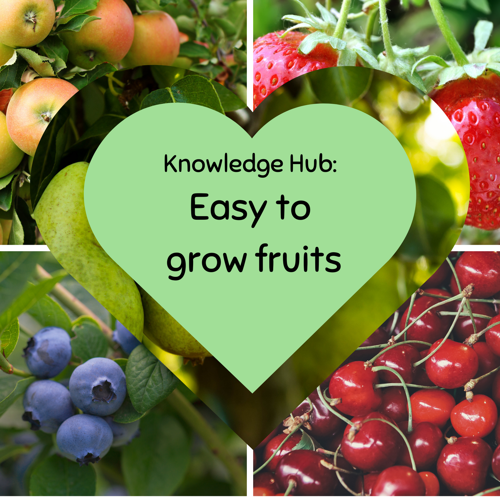 A collage of nuts surrounds a green heart with the text: Knowledge Hub: 1kg Bag of Nuts—easy food for wild birds and perfect for winter bird feeding.