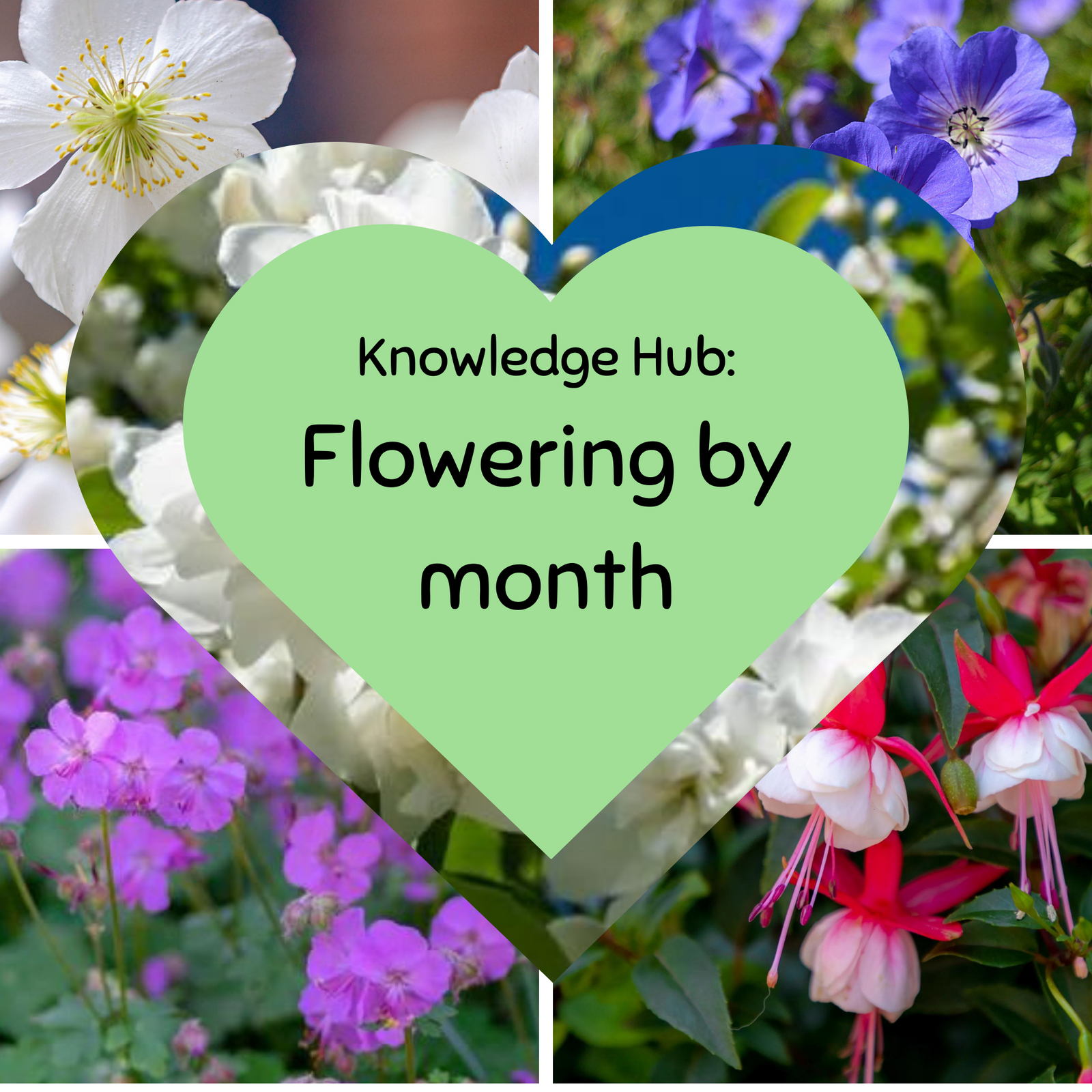 A green heart with “Knowledge Hub: Flowering by month” overlays a collage of colorful flowers, inspiring winter bird feeding and supporting birds all year round with a 1kg Bag of Nuts.