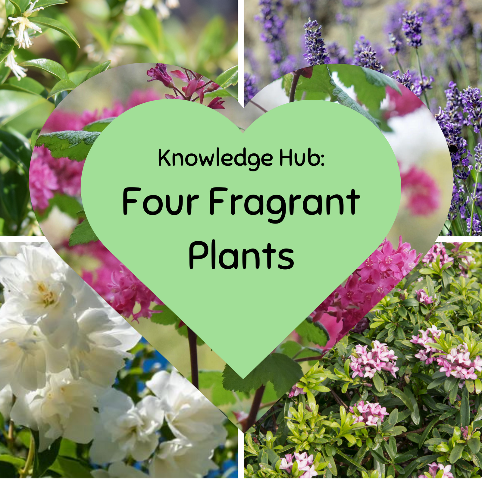A collage with a green heart reading Knowledge Hub: Four Fragrant Plants over jasmine, lilac, lavender, and daphne flowers—ideal for gardens that attract winter birds when paired with a 1kg Bag of Nuts.