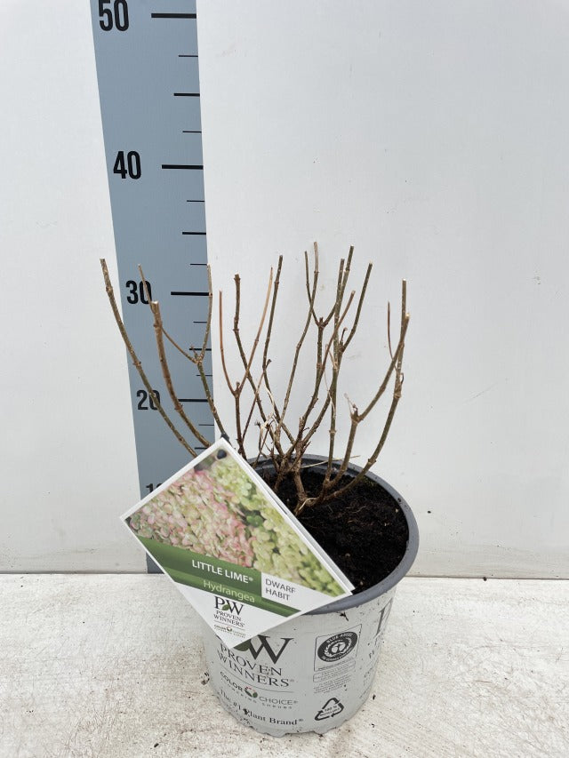 Hydrangea paniculata &#39;Little Lime&#39; 3L / 5L