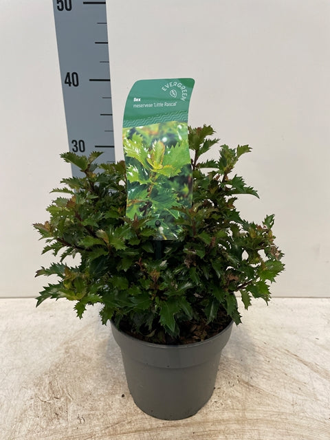 Ilex meserveae &#39;Little Rascal&#39; Holly 2L