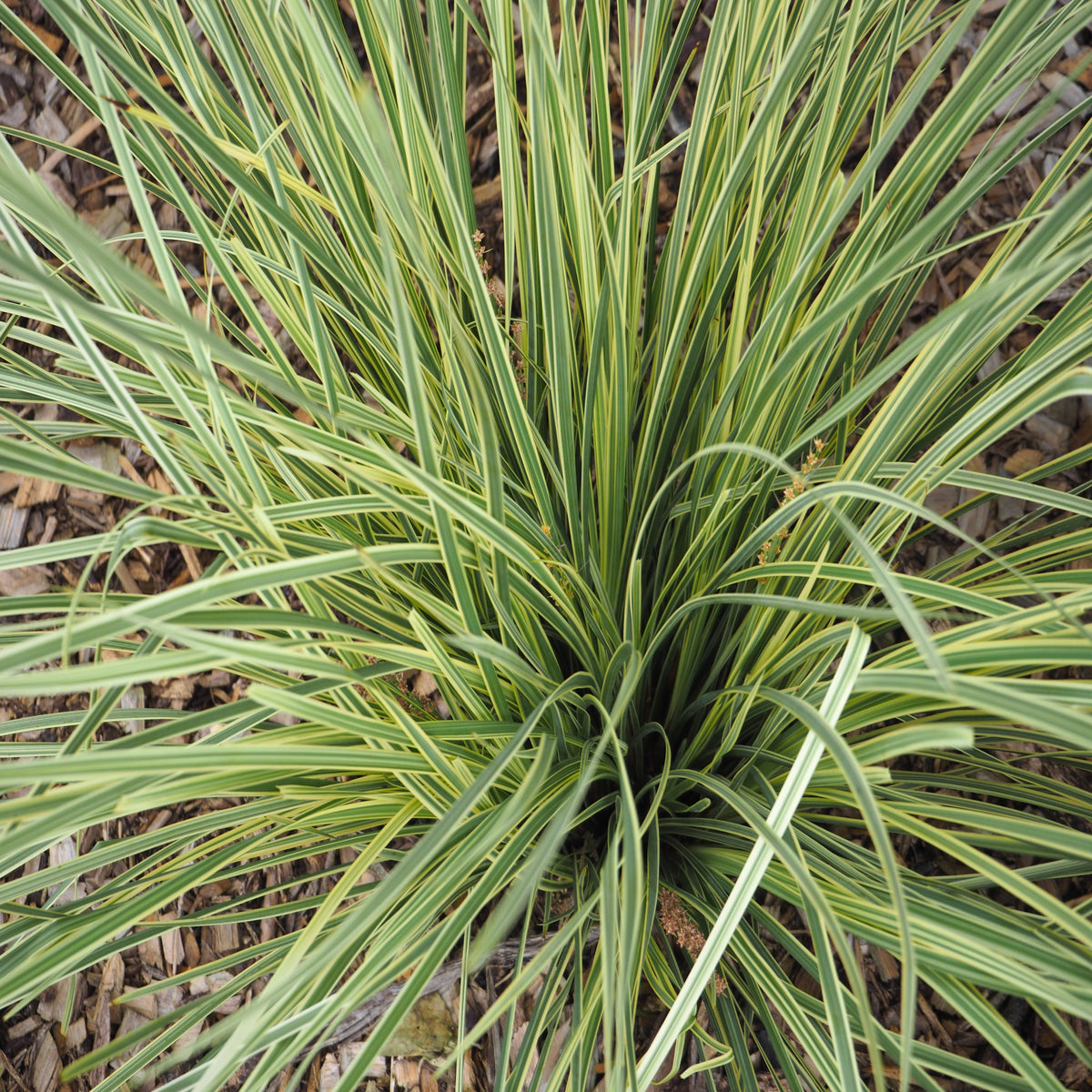 Lomandra longifolia &#39;White Sands&#39; 9cm